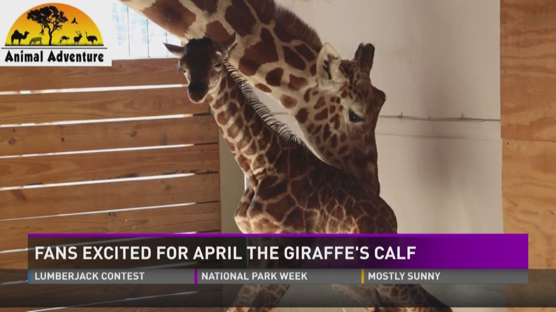 Animal Adventure Park said 1.2 million people watched April give birth Saturday morning on their YouTube live stream.