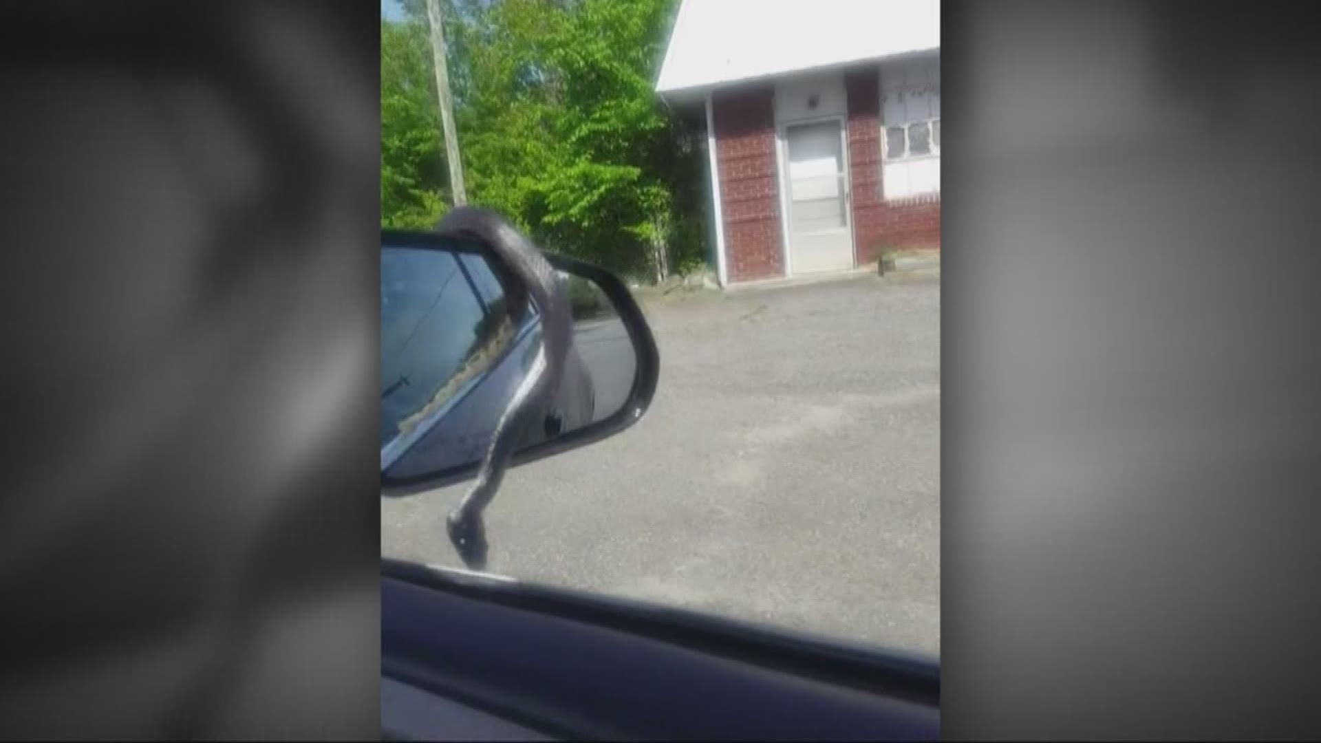 A Gaston County couple driving down the road saw a black snake slithering on the side mirror of their car.