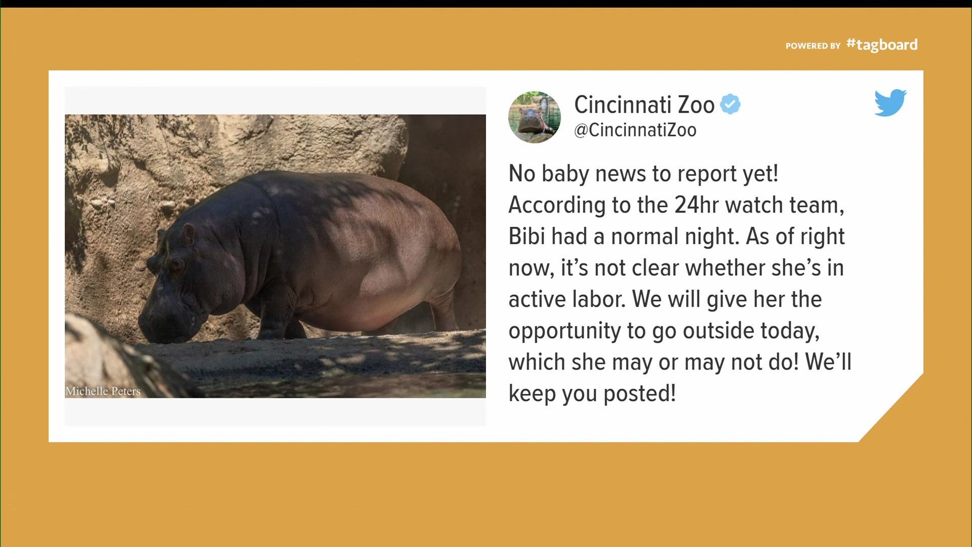 Fiona the Hippo at Cincinnati Zoo now a big sister