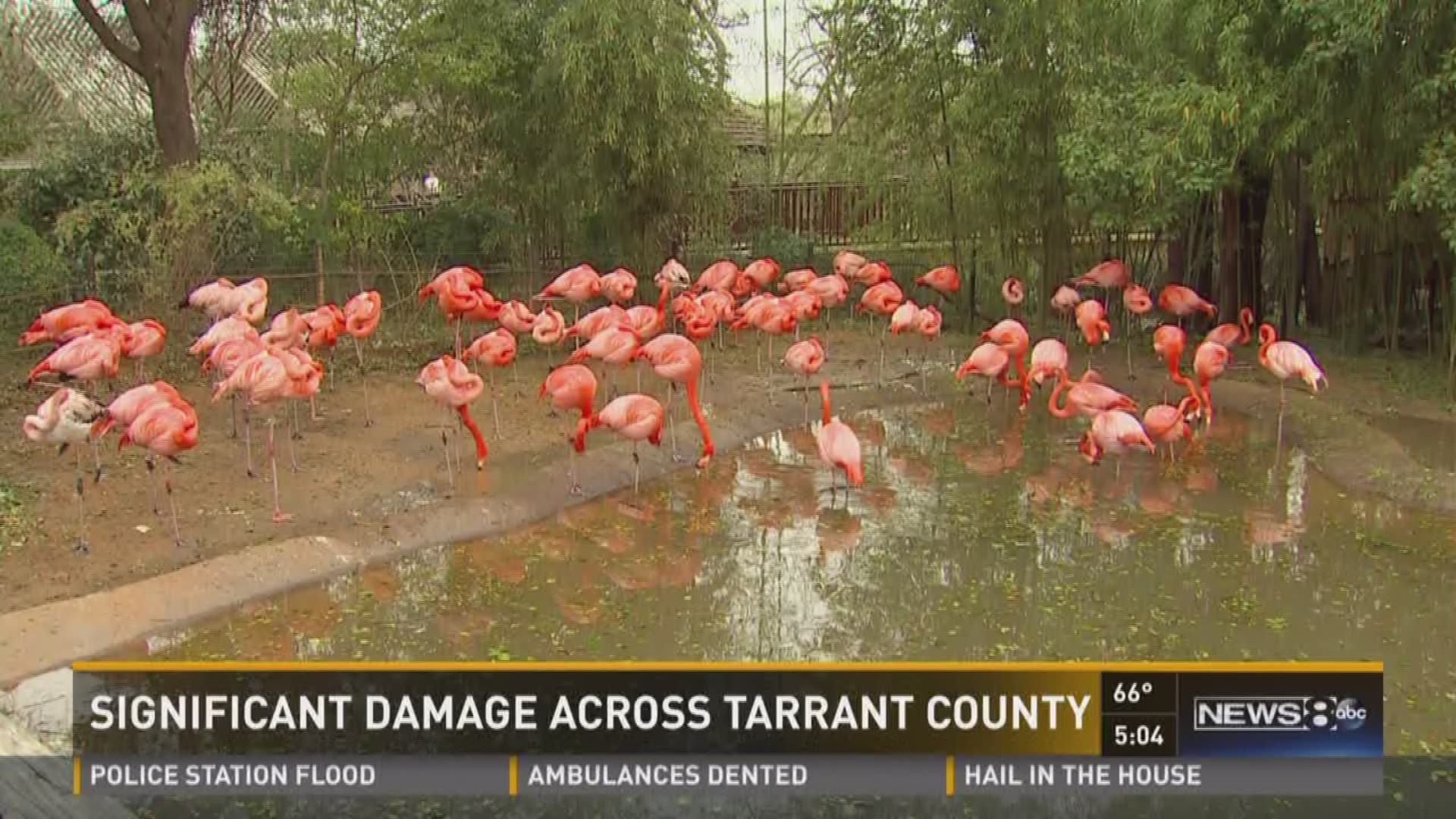 Hail shredded some greenhouses in Fort Worth and killed several birds at the Fort Worth Zoo. Jim Douglas reports.