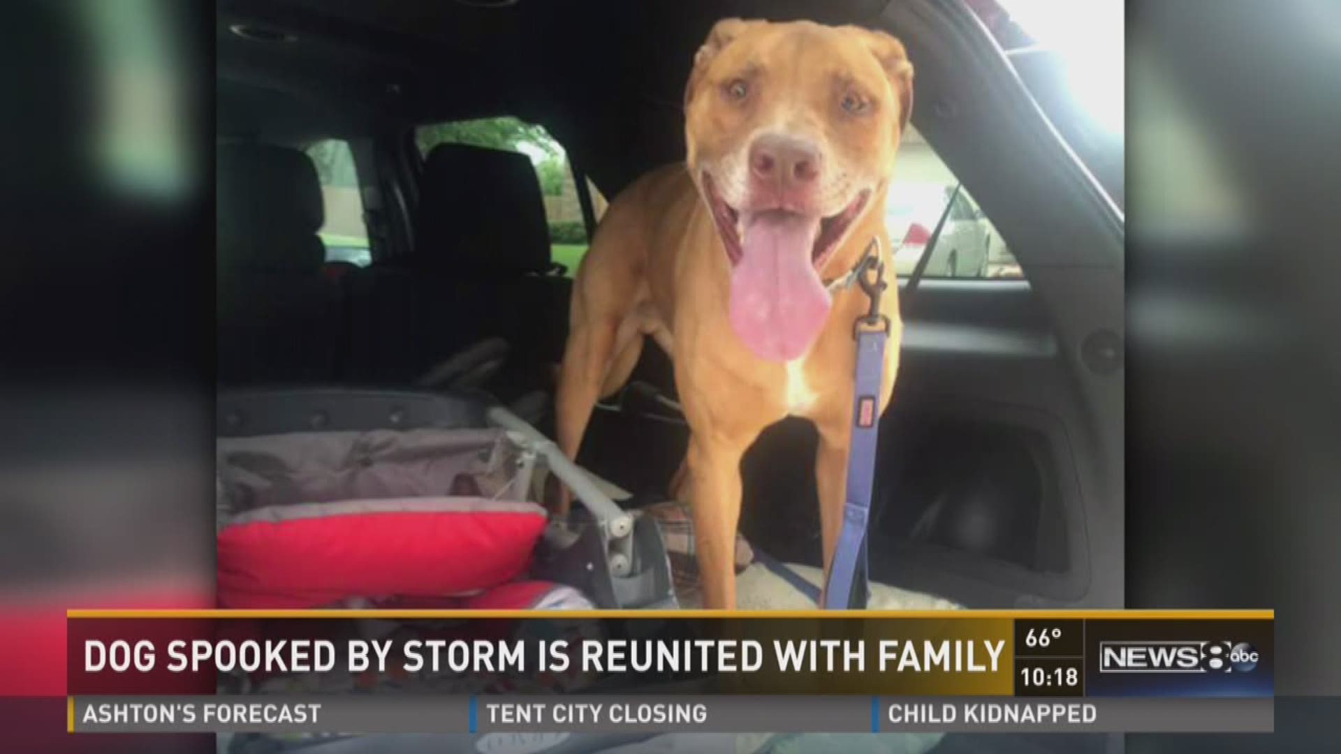 Pluto is back in his family's orbit just in time for his fourth birthday after being away for weeks. Jason Wheeler has the story.
