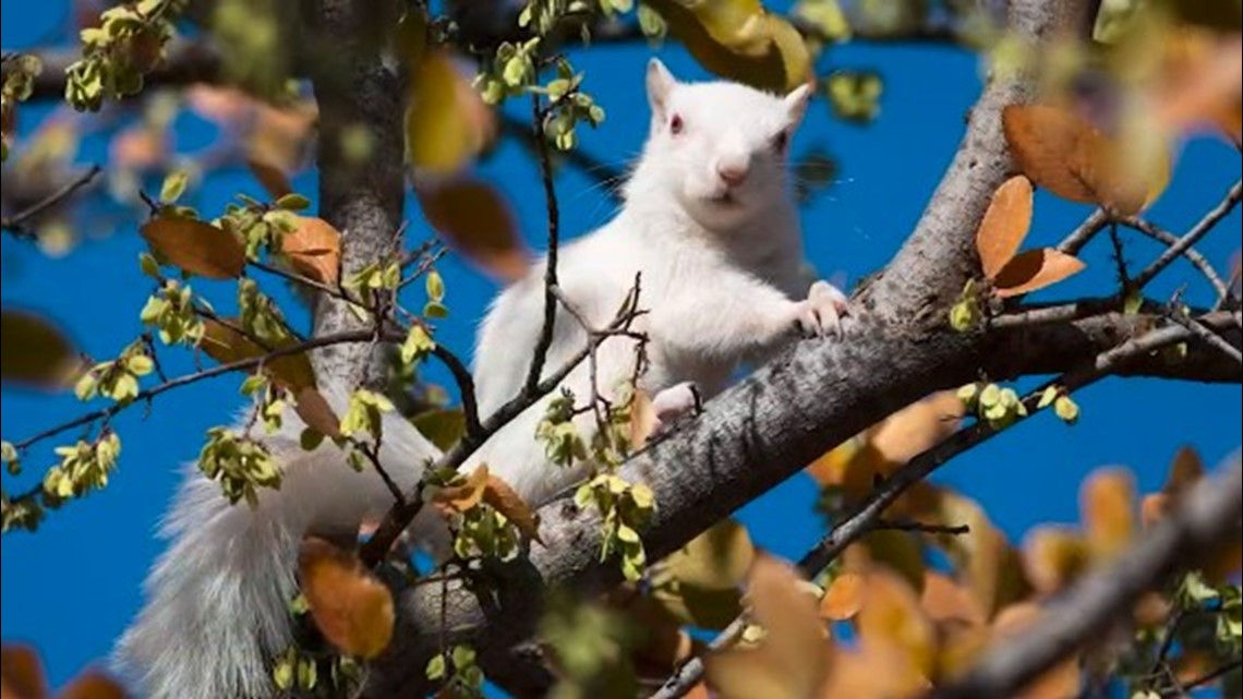 Missouri white squirrel spotted in St. Peters | ksdk.com