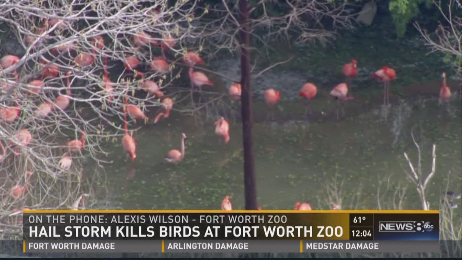 Fort Worth Zoo Communications Director Alexis Wilson joins News 8 to talk about storm protocol at the zoo and the reaction to some birds being killed in Thursday's hail storm.