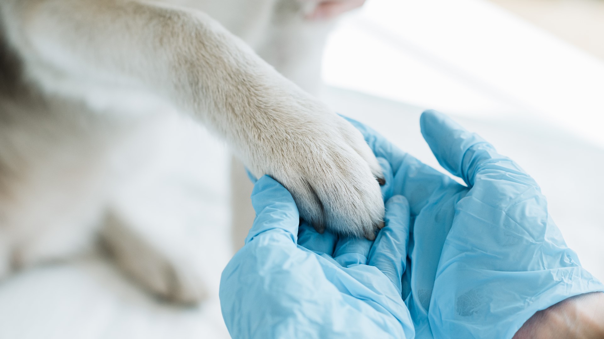 A dog in Tarrant County has been confirmed as infected with SARS-CoV-2 by the U.S. Department of Agriculture. State officials say the 2-year-old dog is healthy.