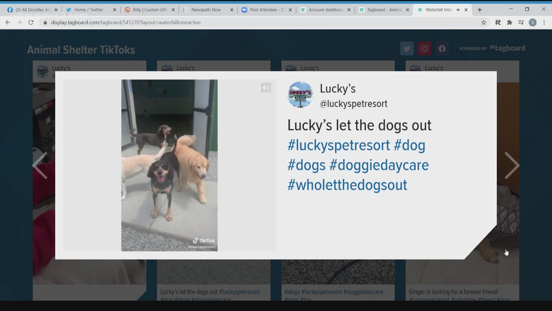 GCAS and Lucky’s Pet Resort and Day Spa marketing adoptable pets on TikTok