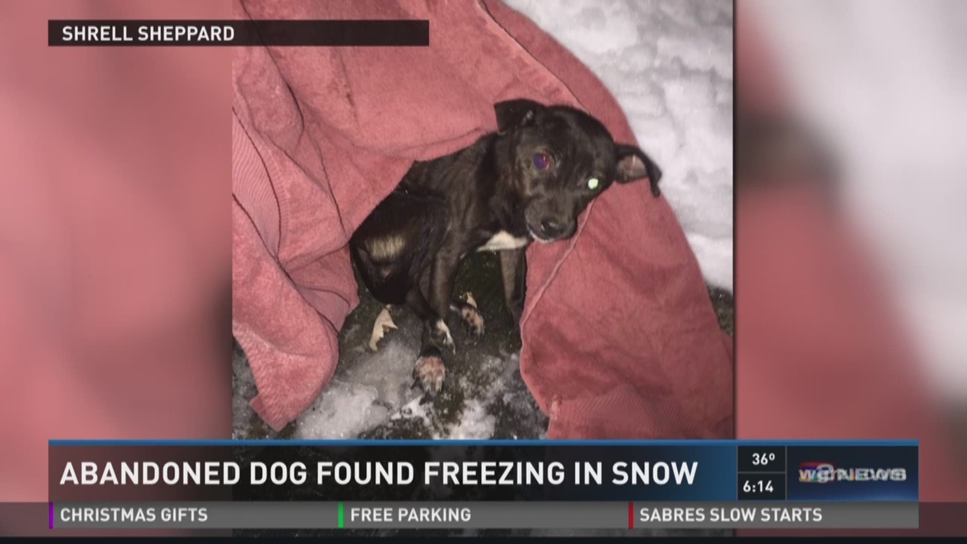 ABANDONED DOG FOUND FREEZING IN SNOW