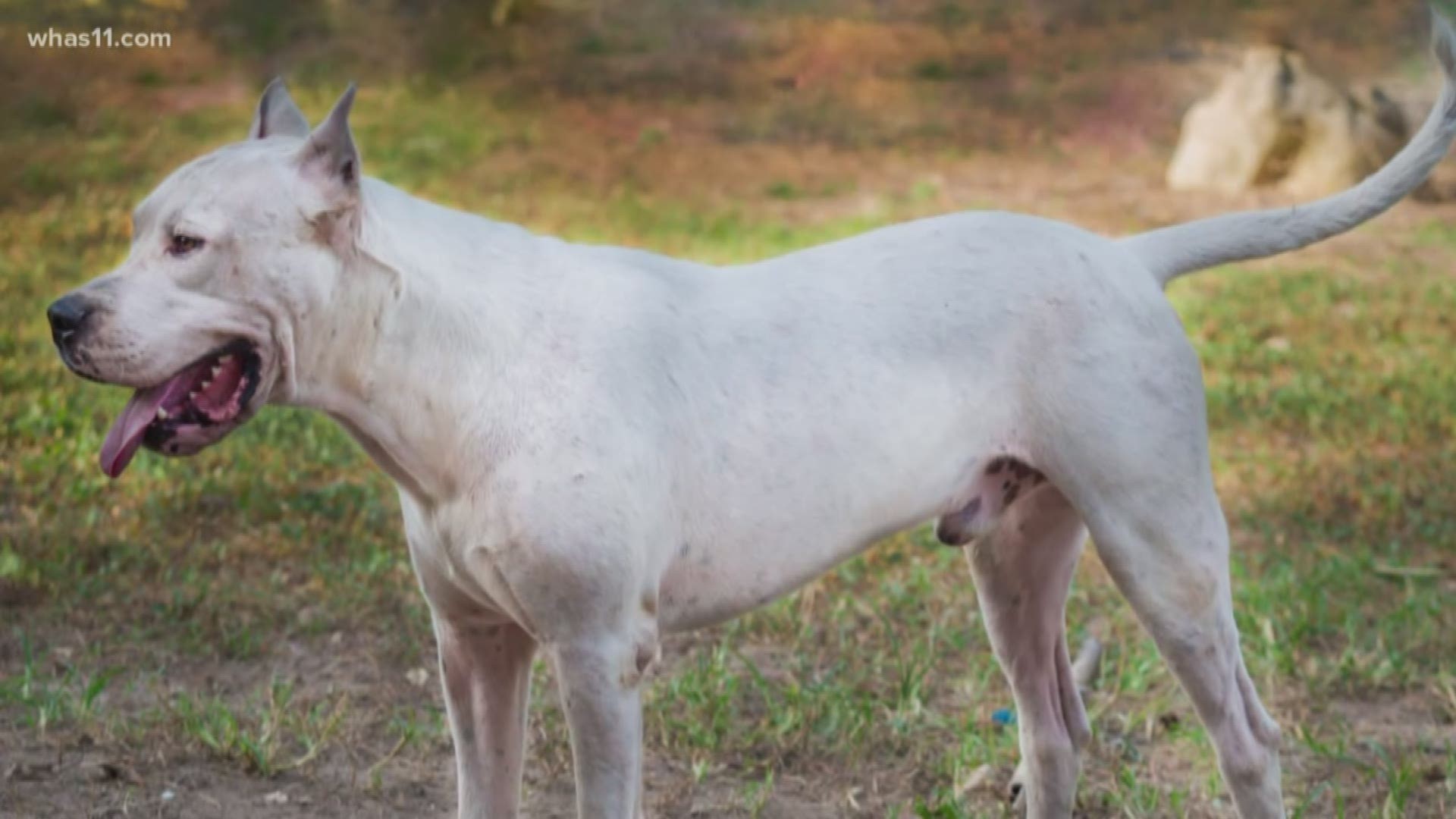 The Barbet and Dogo Argentino are the newest breeds recognized by the American Kennel Club in 2020.