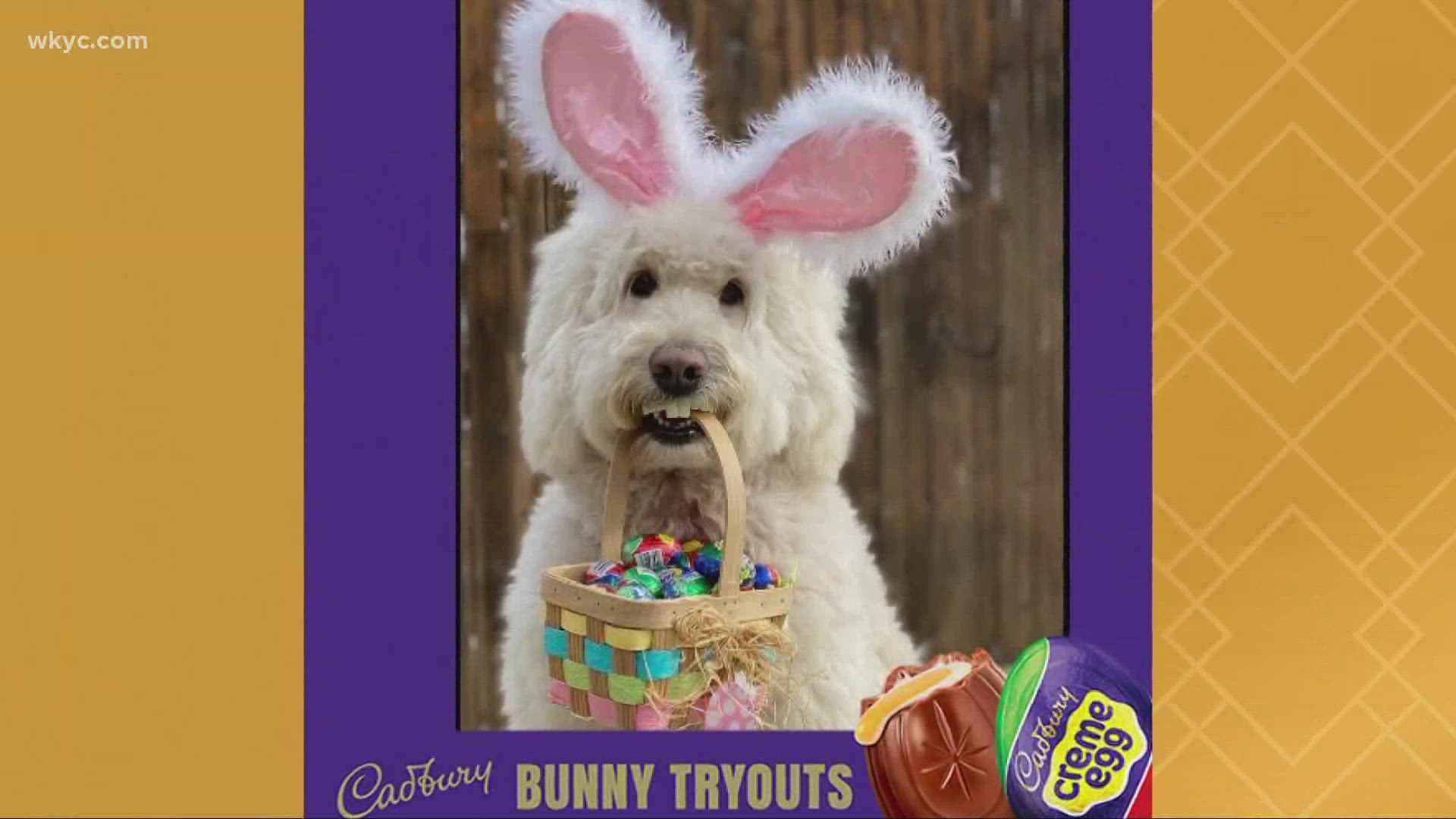 An Ohio pup named Annie Rose has won a starring role in the 2022 Cadbury Bunny commercial.