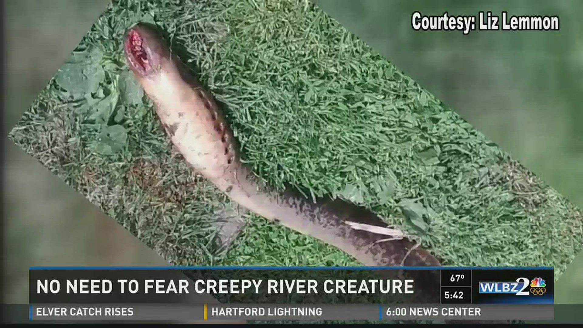 Creepy looking but not to be feared, biologists say of Lamprey Eels