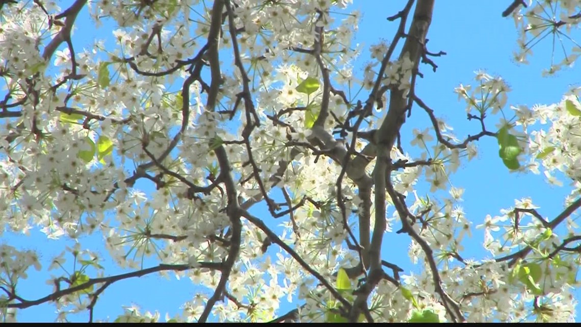 Bradford pear, burning bush banned in Missouri under new bill