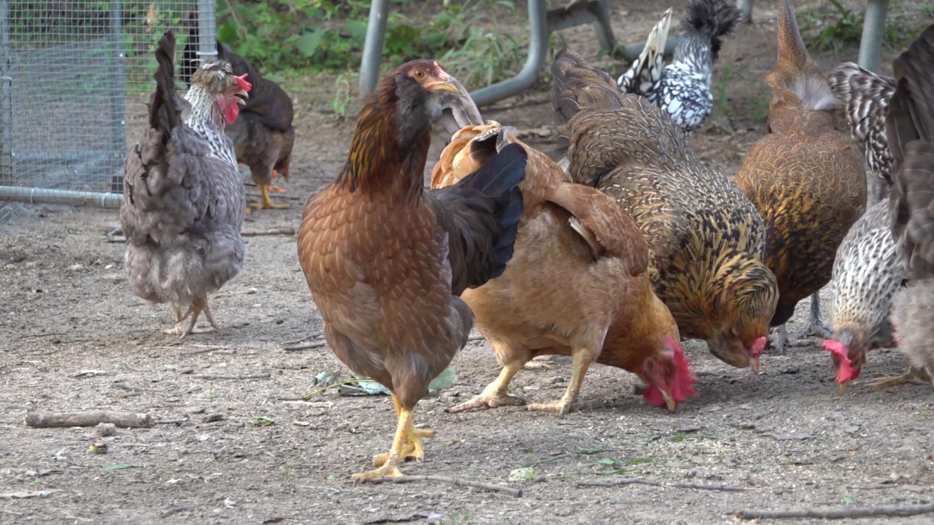 Nearly a million chickens killed at Illinois farm amid nation's largest active bird flu outbreak