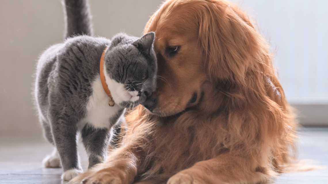 APA offering discounts on pet adoptions through March 12 - Vimarsana News