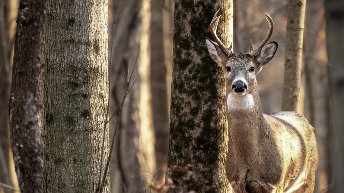 15 Missouri deer 'left to rot,' suspects facing poaching charges - Vimarsana News