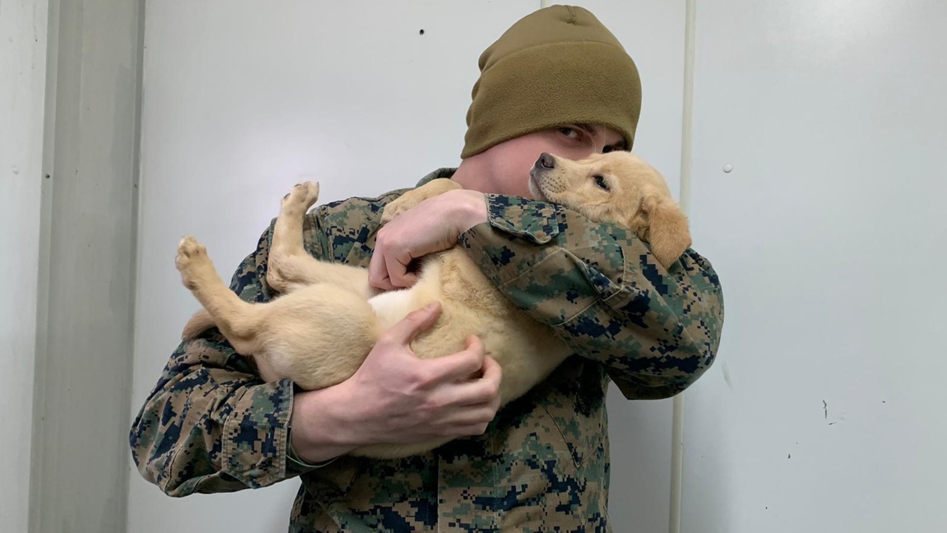 Indianapolis U.S. Marine Reunited with puppy he saved overseas | ksdk.com