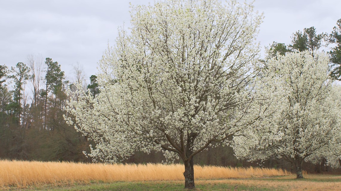 Hate Callery and Bradford pears? Get rewarded for cutting them down during this Missouri promotion