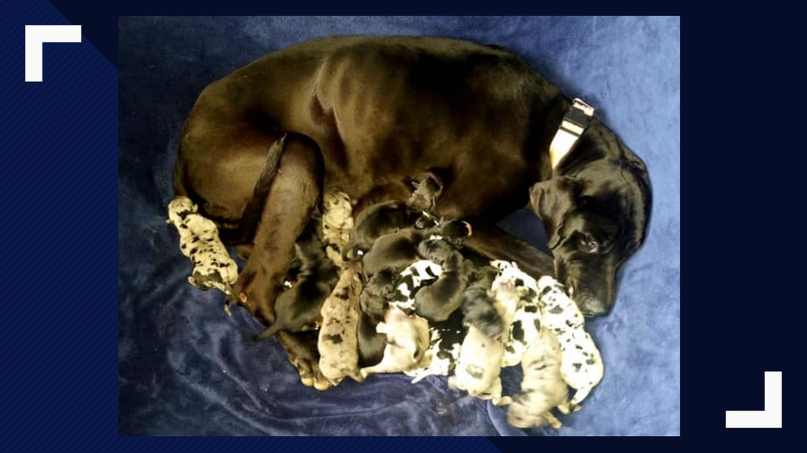 Great Dane delivers 19 puppies at Kingman Animal Hospital in Arizona