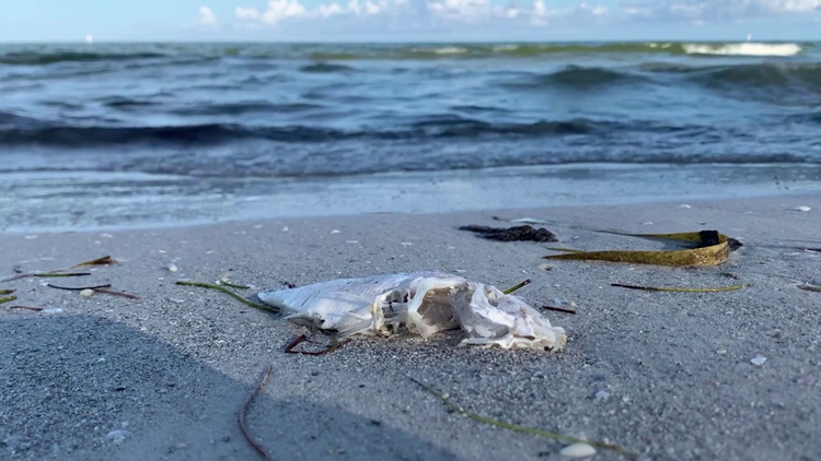 Fish kills related to red tide reported around Tampa Bay