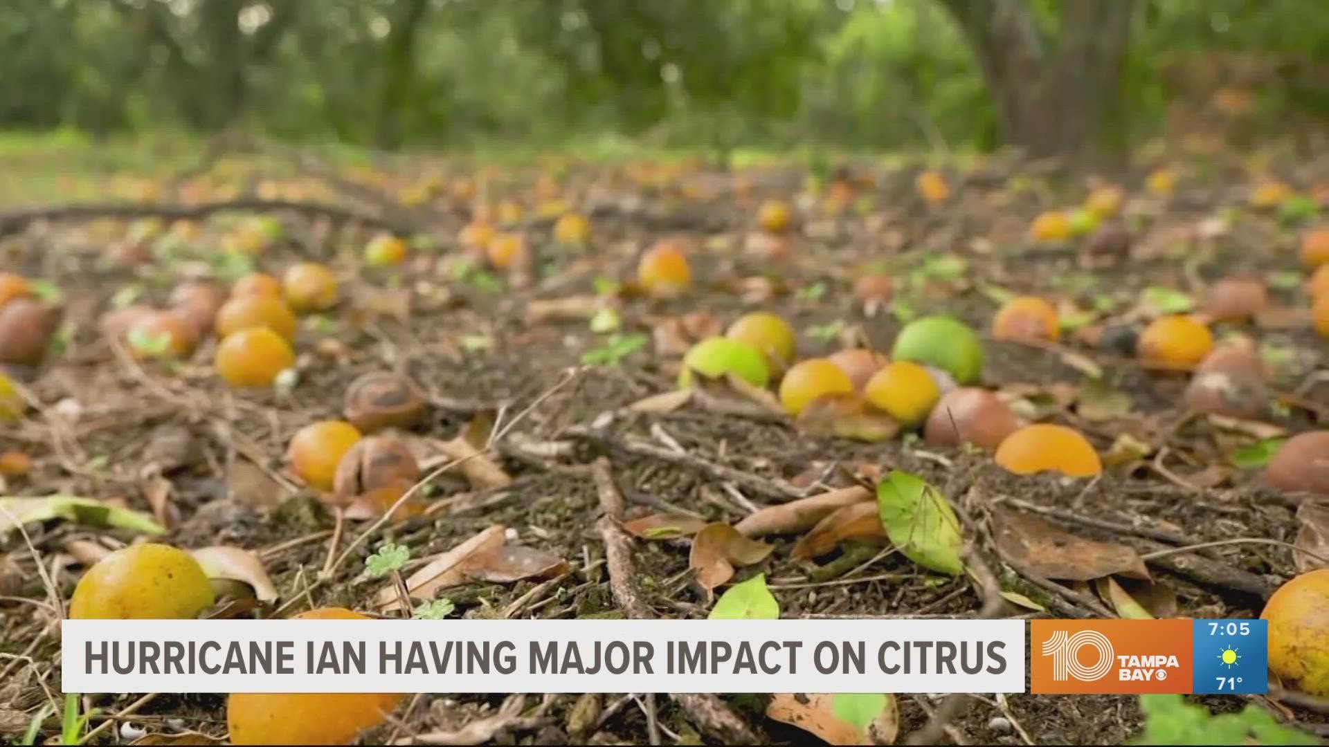 The orange forecast for this year, released Wednesday, puts production at about 28 million boxes, or 1.26 million tons, according to the U.S. Agriculture Department.