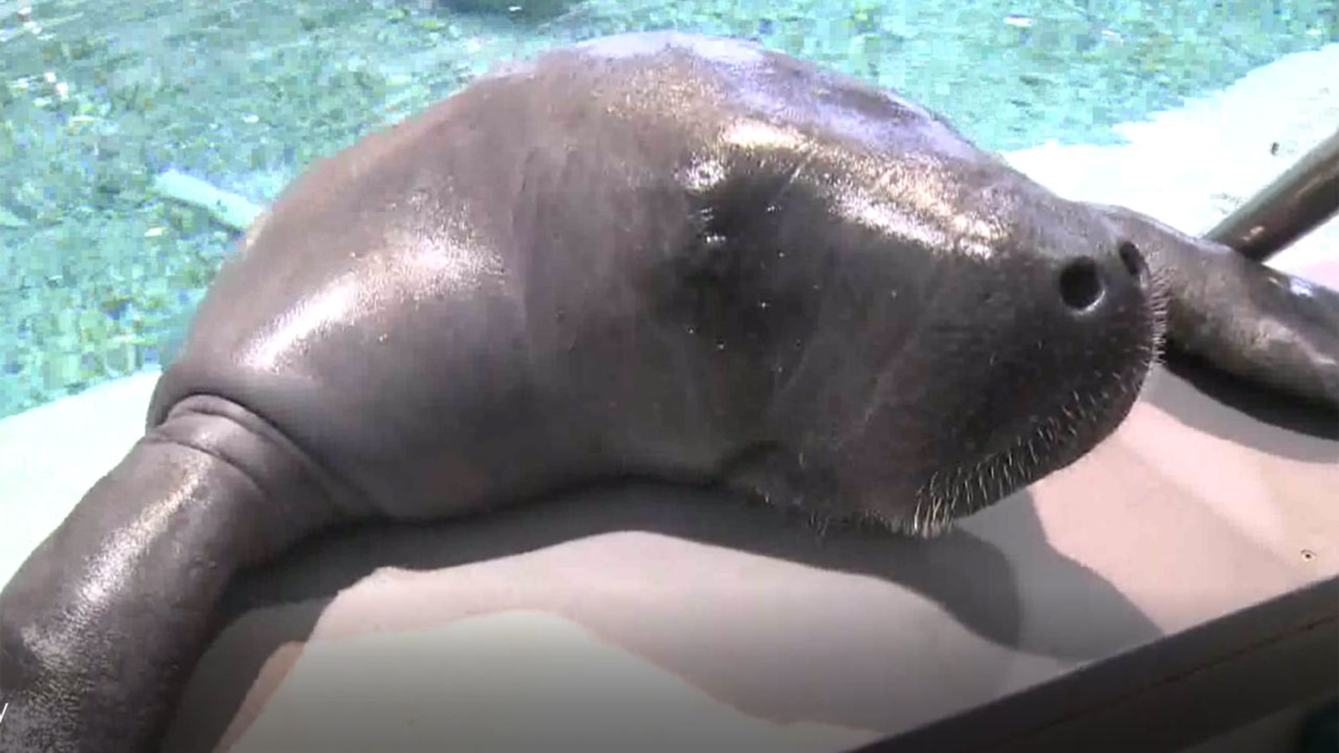 Manatee Explosion Snooty, the oldest known living manatee, dies in 'heartbreaking ...