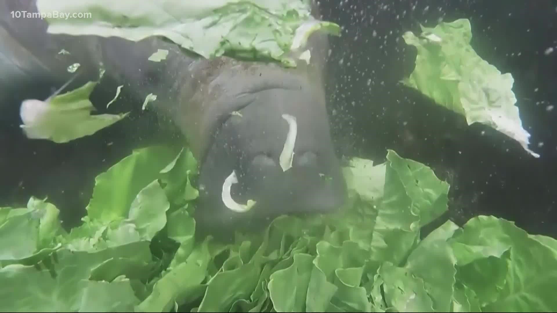 Wildlife experts said the manatees are fed about 20,000 pounds of lettuce a week.