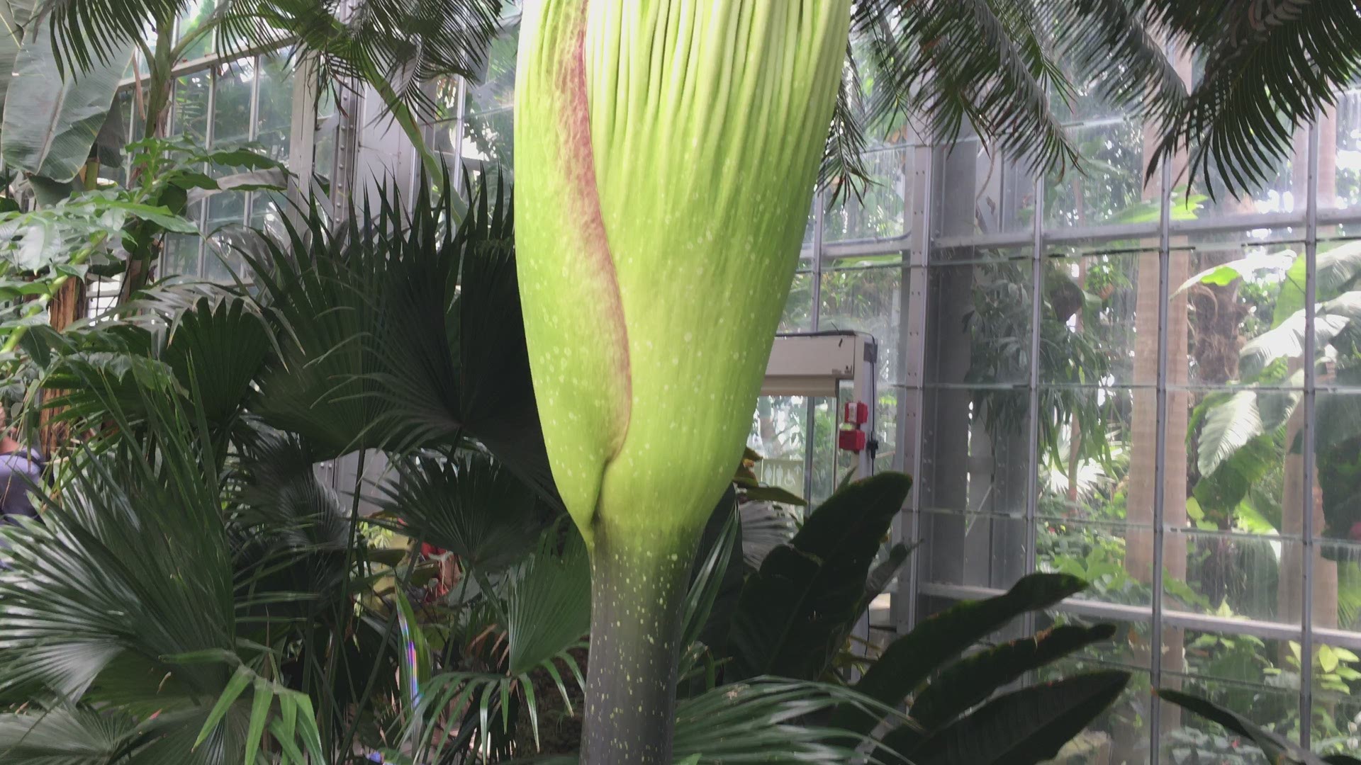 Stinky Corpse Flower At Chicago Botanic Garden Producing