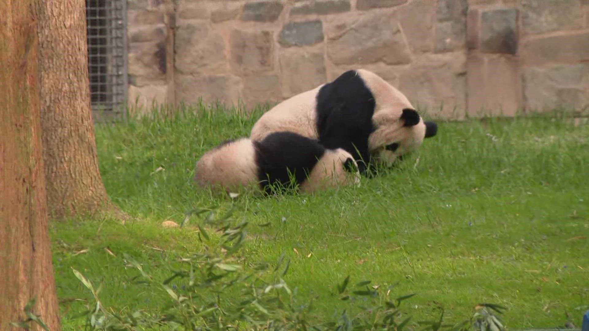 The first pair of pandas arrived to the National Zoo on April 16, 1972.