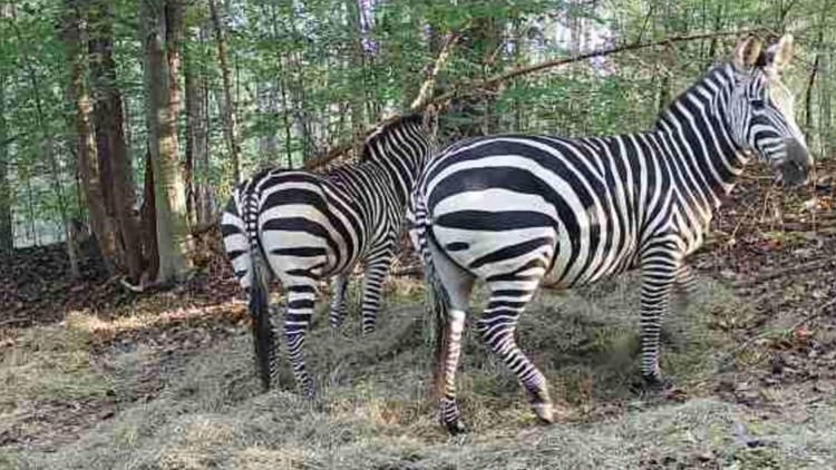 After months on the loose, 2 missing Maryland zebras officially located