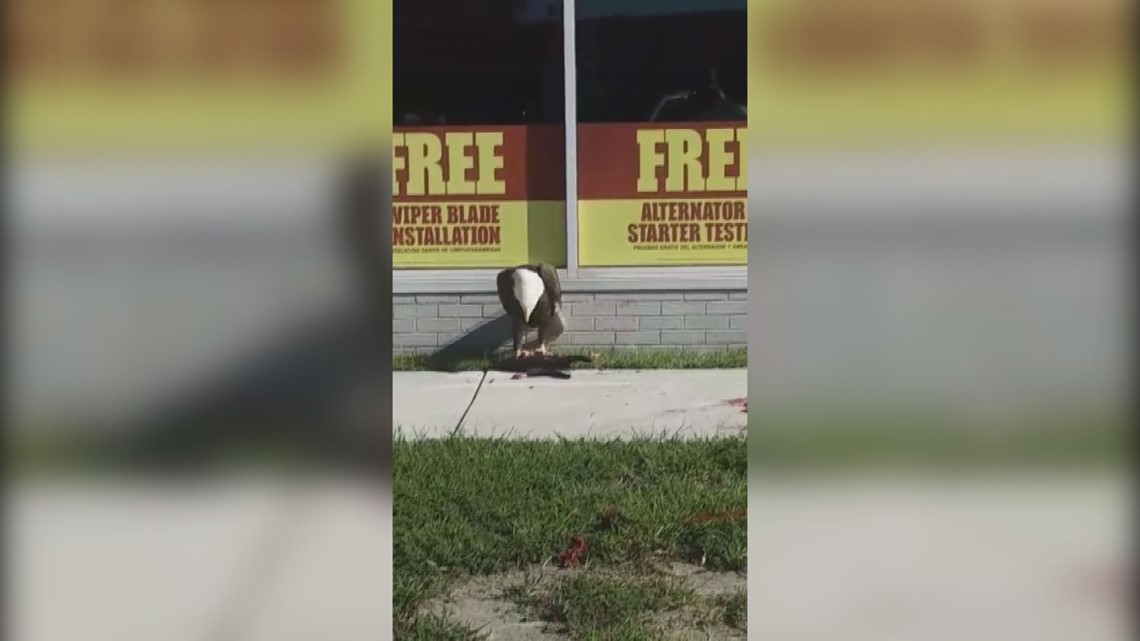 Bald eagle spotted eating black cat on Norfolk sidewalk | ksdk.com