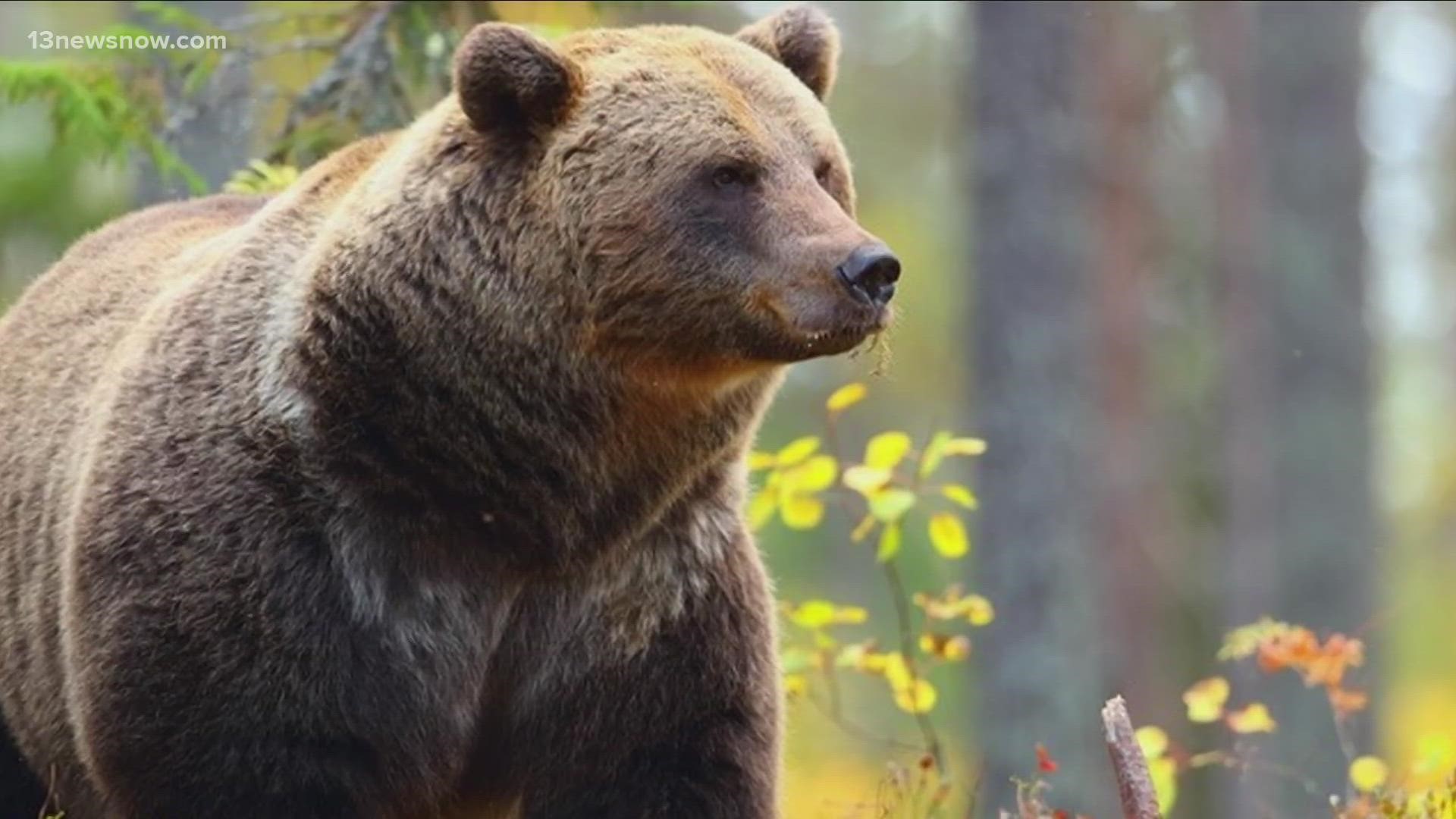 'Professional Bear Huggers' Wanted For New Mexico Job Opening | Ksdk.com