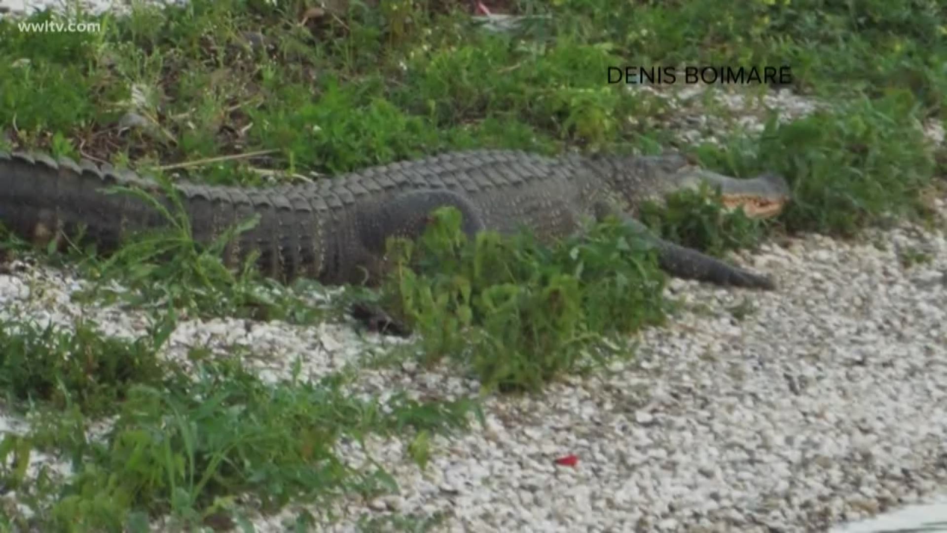 A Facebook post from a Tennessee Police Department has people all over talking. The Loretto Police Department posted a picture that included a reference to 'meth-gators.' So is that a real thing?