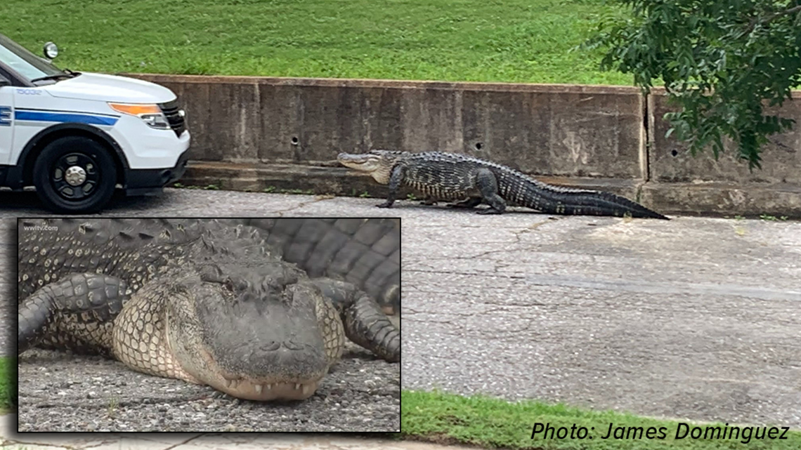 Large alligator walking in New Orleans' Lakeview is euthanized | ksdk.com