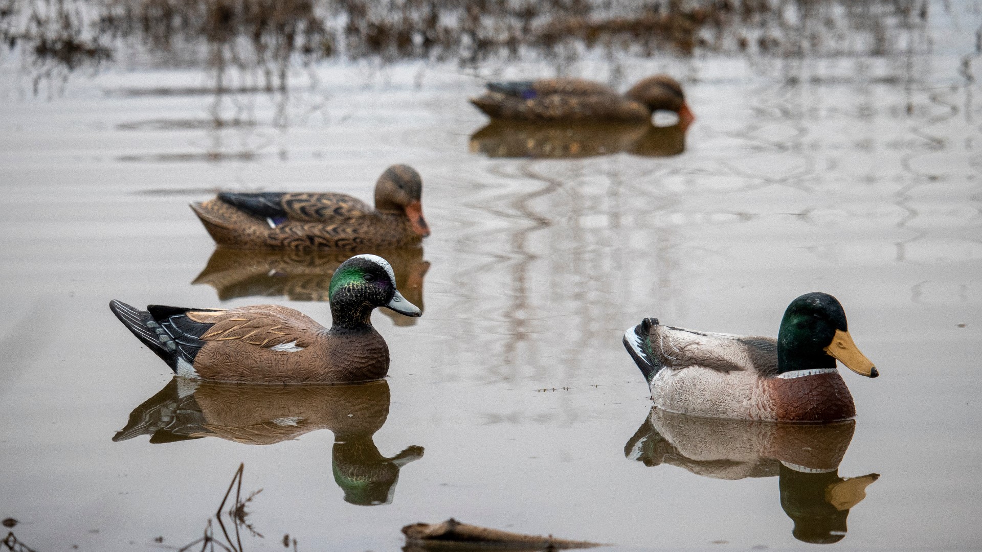 Missouri bird flu outbreak causes worries for duck hunters | ksdk.com