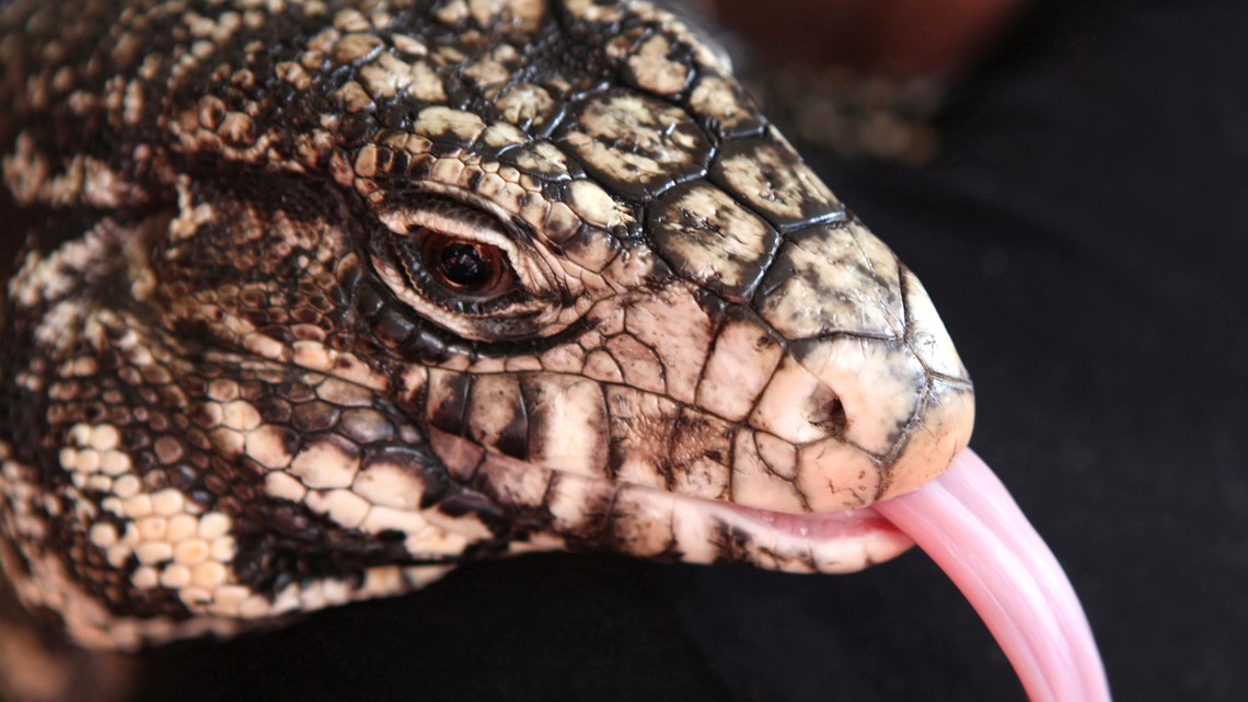 Invasive Tegu Lizard Spotted In Georgia Should Be Shot On Sight Ksdk Com