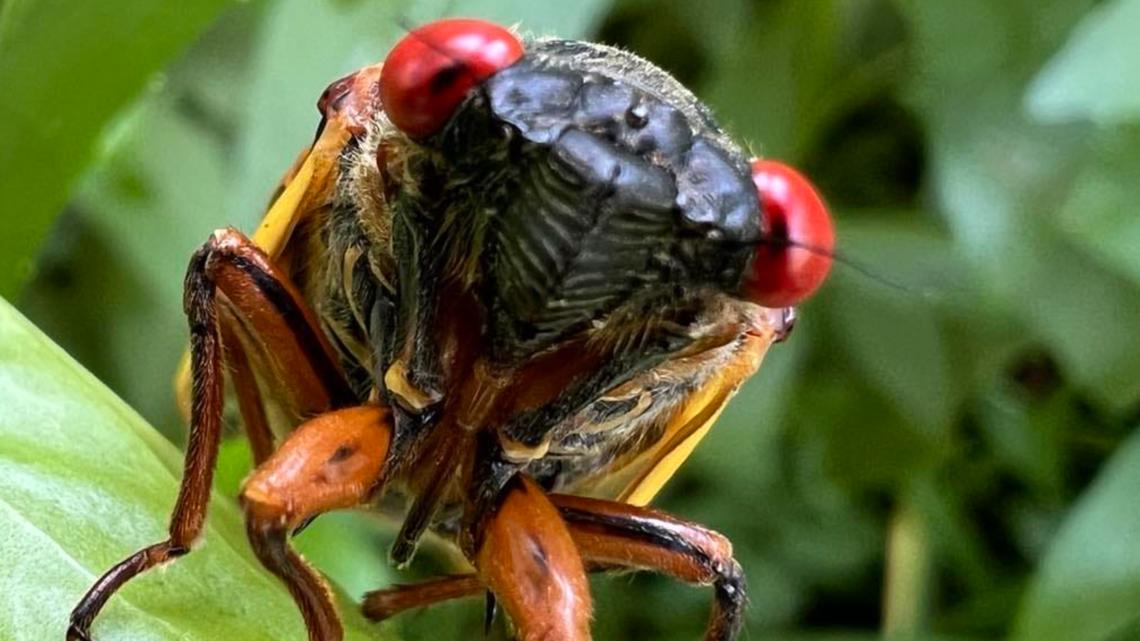 Missouri peak cicada emergence 2024 What to know