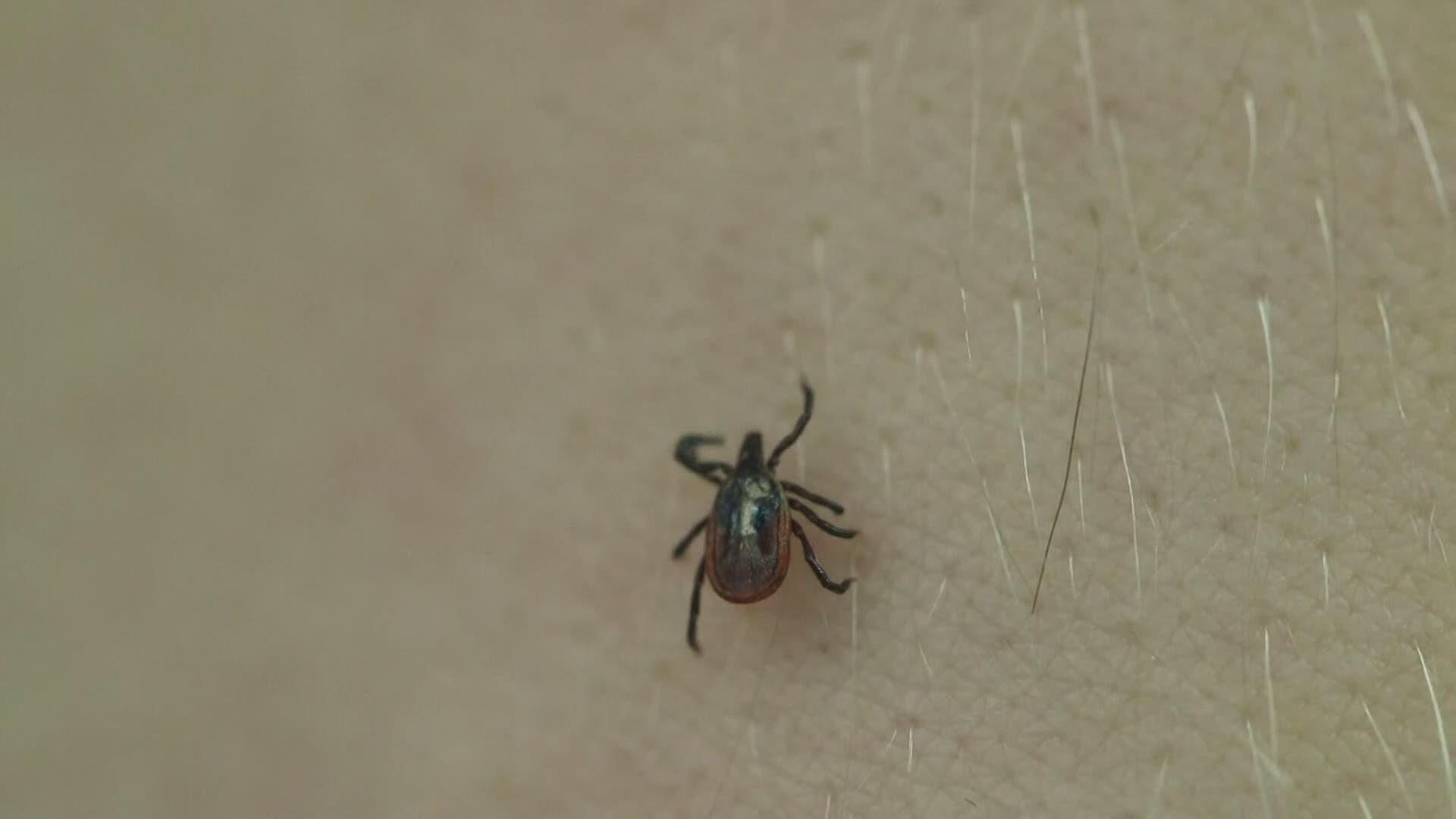 Faraldo says this can likely be attributed to a larger number of deer ticks that spread the disease.