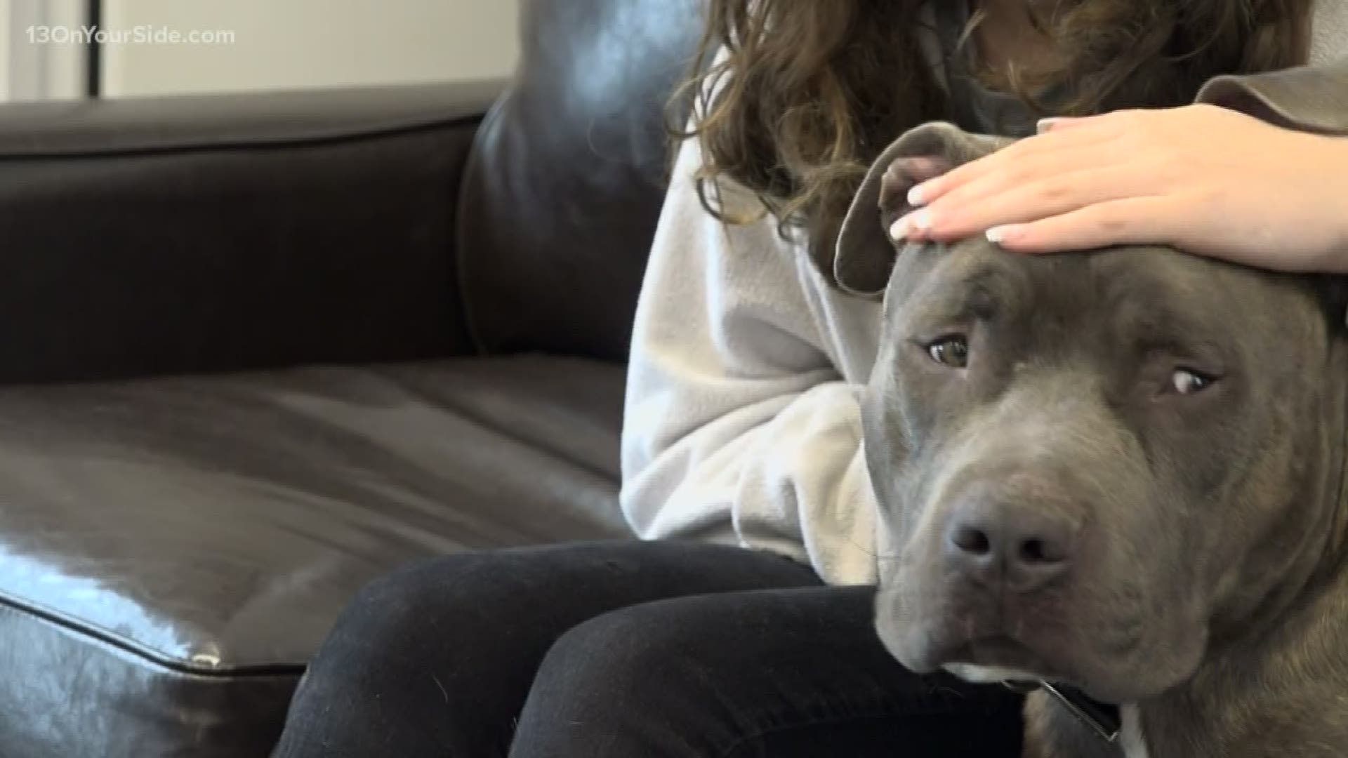 �Second chance at life� for dog left ziptied at Ottawa