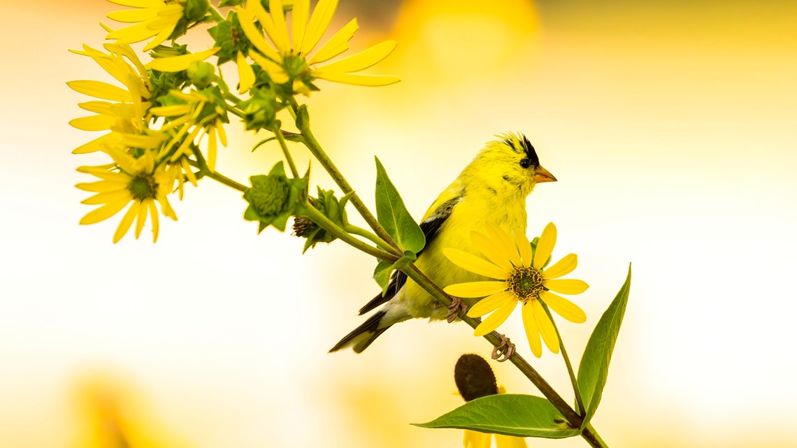 Missouri birds are dying off; Here's why - Vimarsana News
