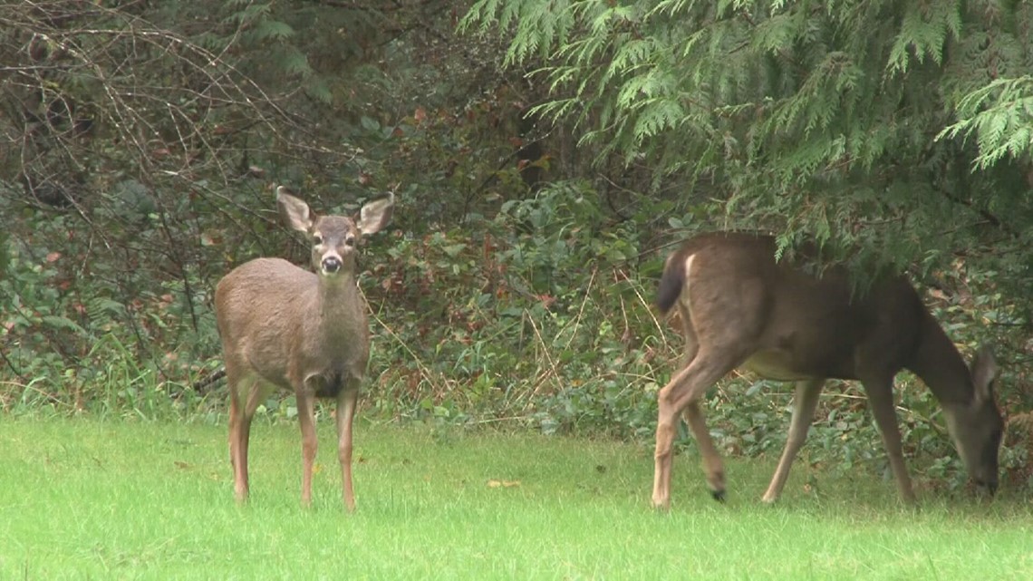 Missouri's deer spreading an alwaysfatal disease, officials say